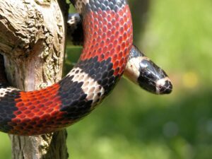 Reptiles