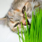 hierba natural para gatos wuapu