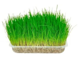 Hierba Natural para Gatos - Wuapu