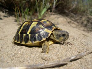 Tortugas