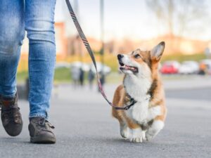 Para pasear