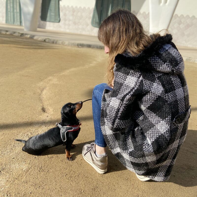 que tipo de arnes es mejor para tu perro guia practica para elegir el ideal