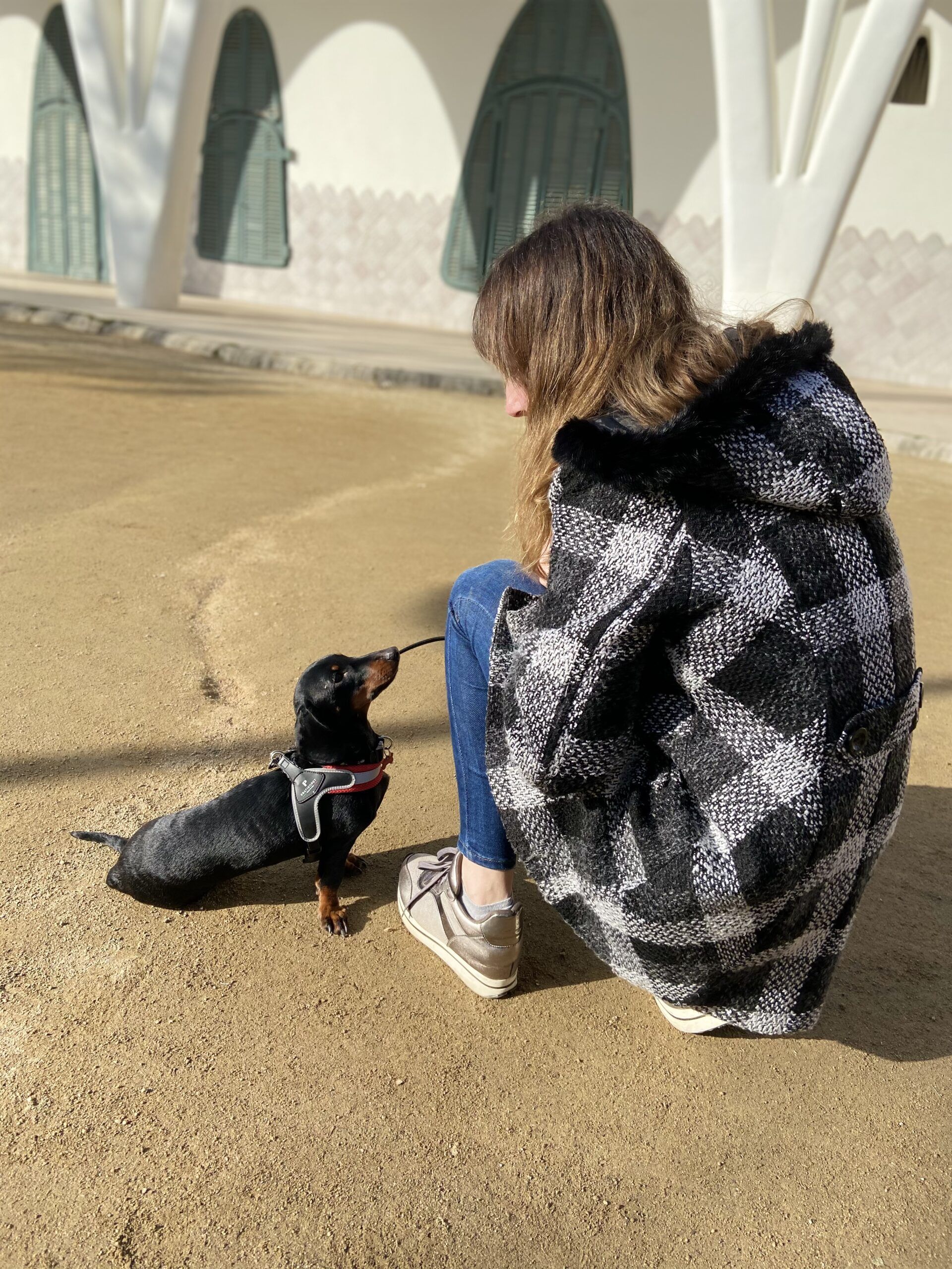 🐾 ¿Qué tipo de arnés es mejor para tu perro? Guía práctica para elegir el ideal