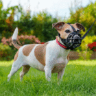 bozal ultra 20 para perros the company of animals 2