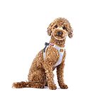 arnes alpine estilo montanes dog finder curli 2