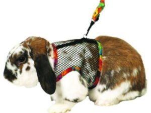 Jaula, Higiene y Accesorios