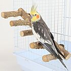 concha de bano para roedores savic toilette