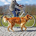correa para perros especial bicicleta y correr trixie