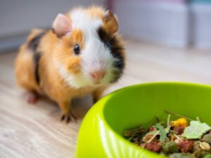 Alimentación y Snacks