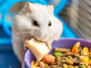 Alimentación y Snacks