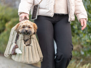 Transportines y bolsos