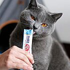 snack cremoso para gatos churu inaba