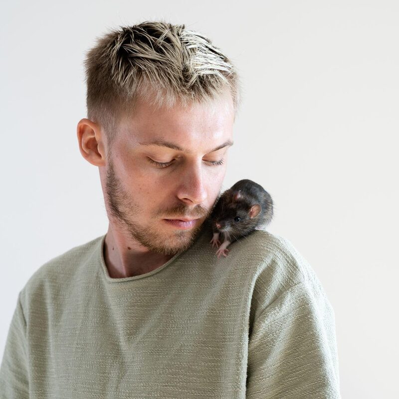Ratas como mascota: inteligencia, cuidados y mitos 🐭
