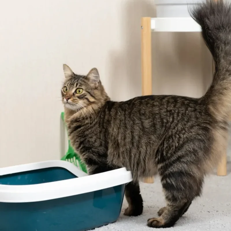 gato arenero